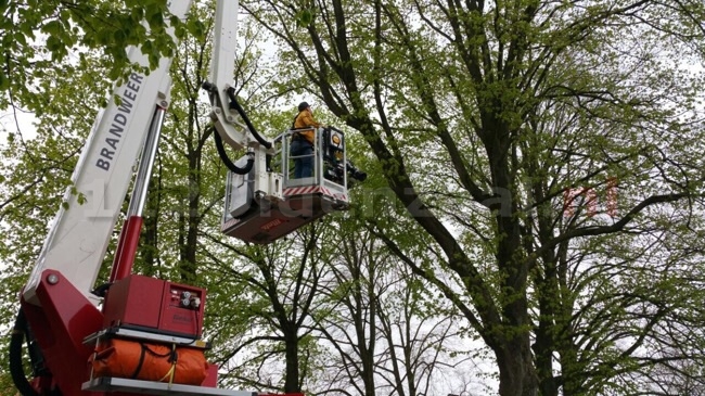 Video: Hulpdiensten druk met papegaai in de boom in Enschede, dier vliegt er tot drie keer toe vandoor