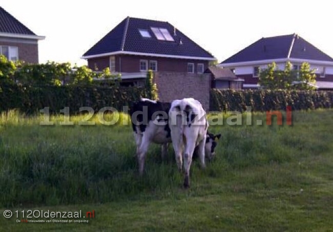 Foto: Stieren en koeien lopen los in voortuin Weerselo