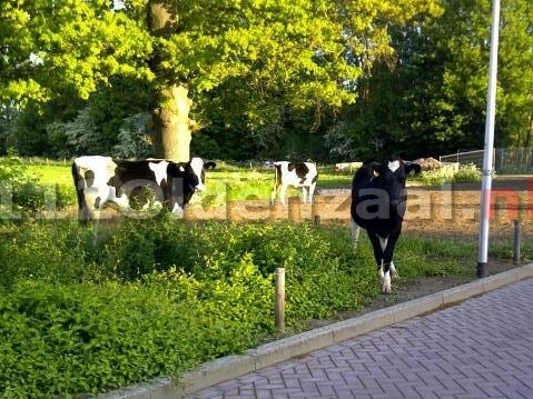 Foto 2: Stieren en koeien lopen los in voortuin Weerselo