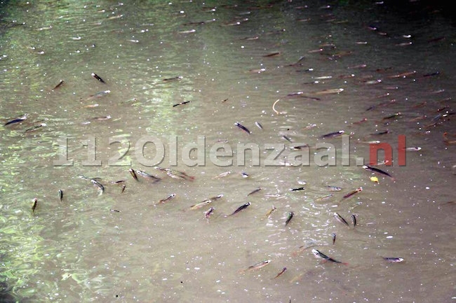 foto 2: Brandweer opgeroepen voor massale vissterfte in Oldenzaal
