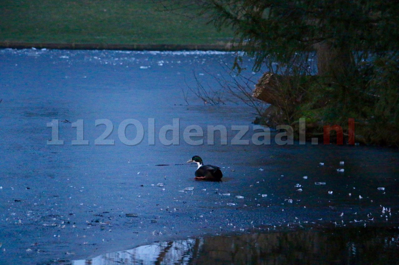 Eend vast in ijs, brandweer Oldenzaal rukt uit