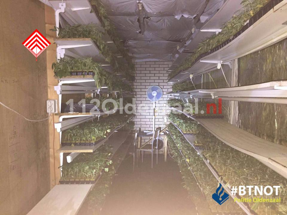 Foto: Hennepkwekerij met 8085 stekjes en 390 planten aangetroffen aan Ainsworthstraat Oldenzaal