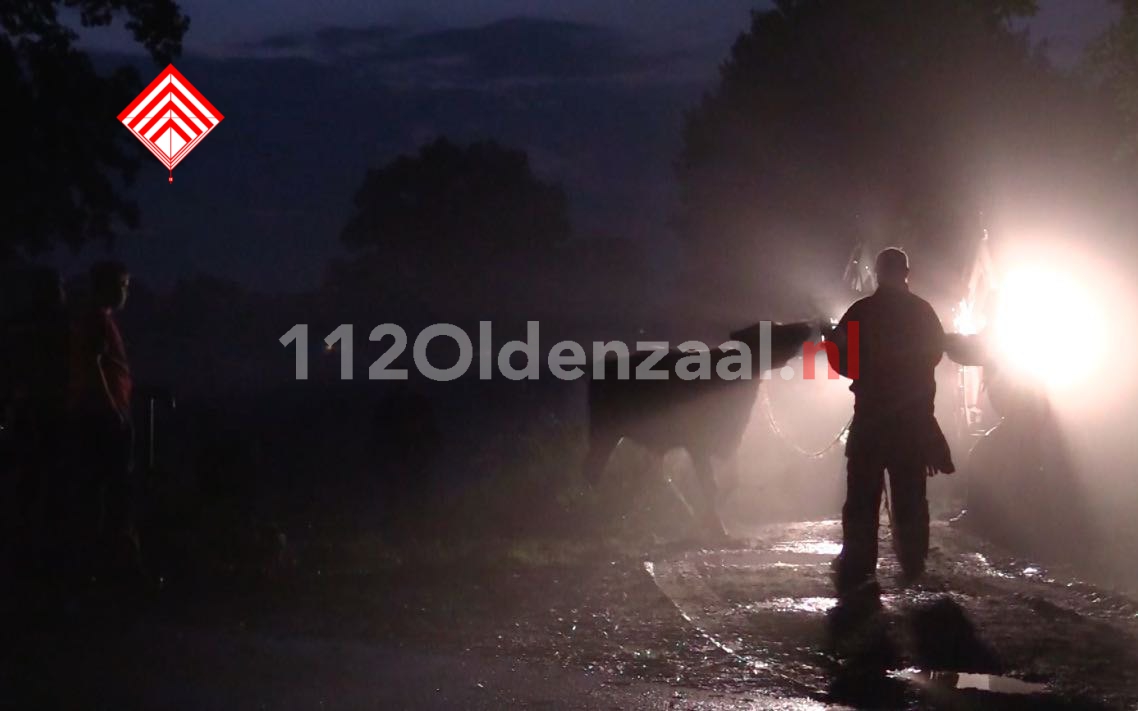 Foto en video: Stieren te water in buitengebied Lattrop; brandweer redt ze uit Dinkelkanaal