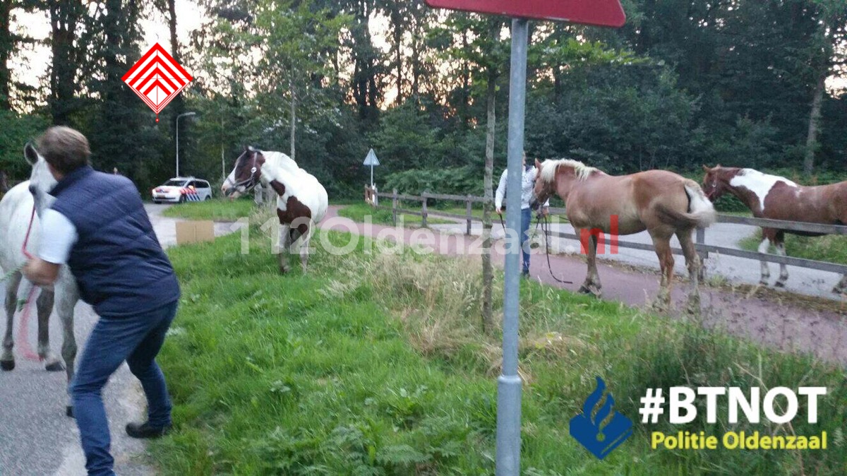 Foto: Politie vangt loslopende paarden in Oldenzaal
