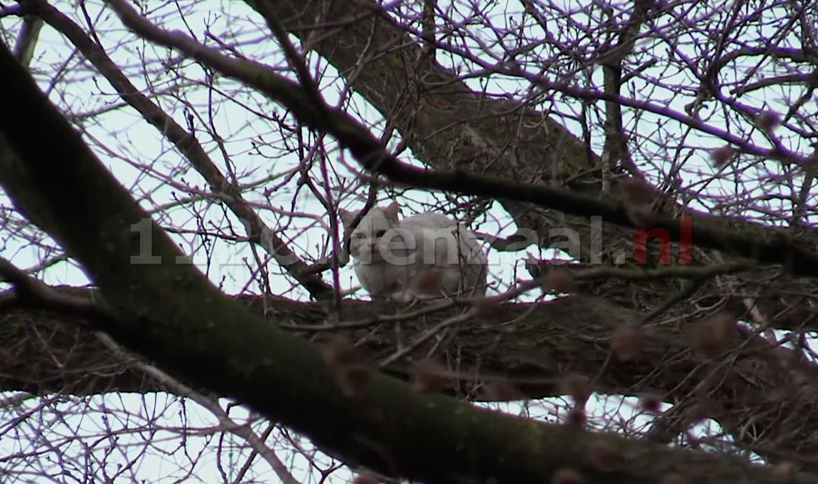 Foto 3: Poes kijkt van boven toe hoe hulpverleners haar zoeken onder de grond