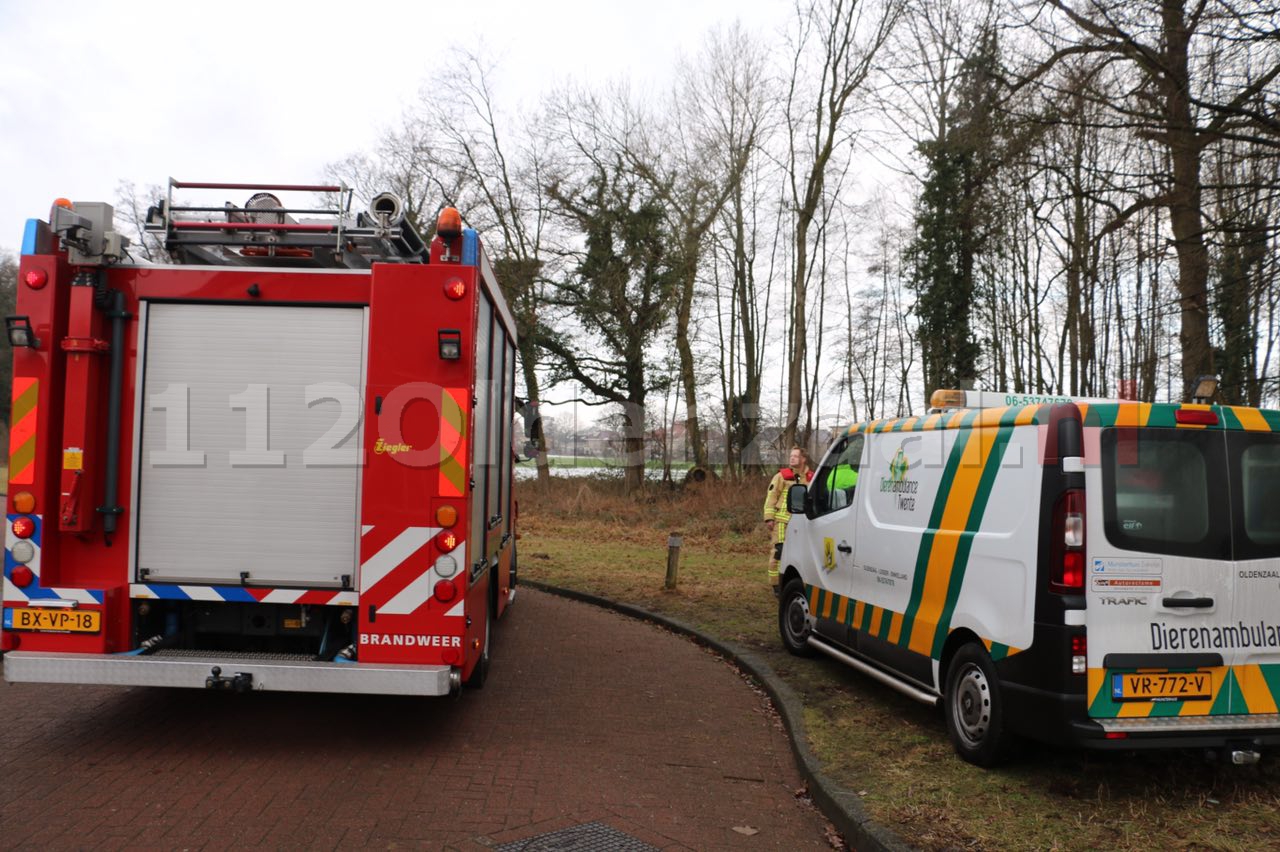 Foto: Poes kijkt van boven toe hoe hulpverleners haar zoeken onder de grond