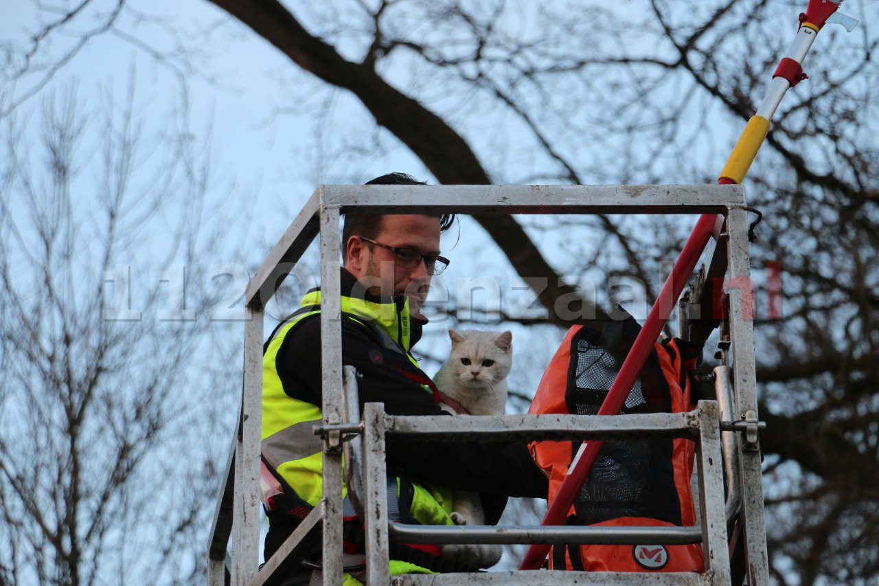 Update: Reddingsactie voor kat in boom Oldenzaal succesvol afgerond