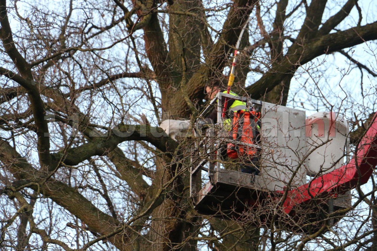 Video: Reddingsactie voor kat in boom Oldenzaal succesvol afgerond