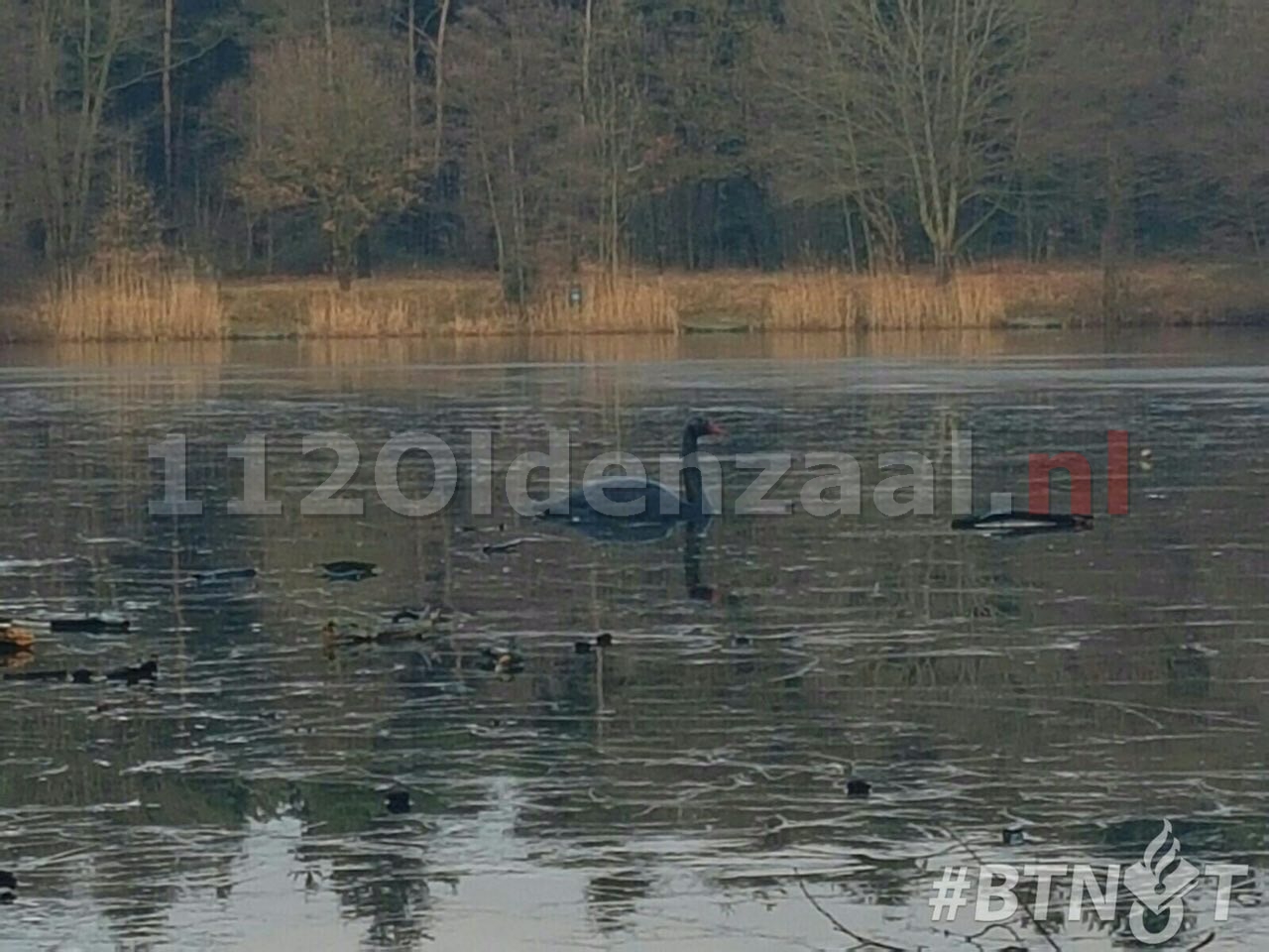 Foto: Politie rukt uit voor nep zwaan