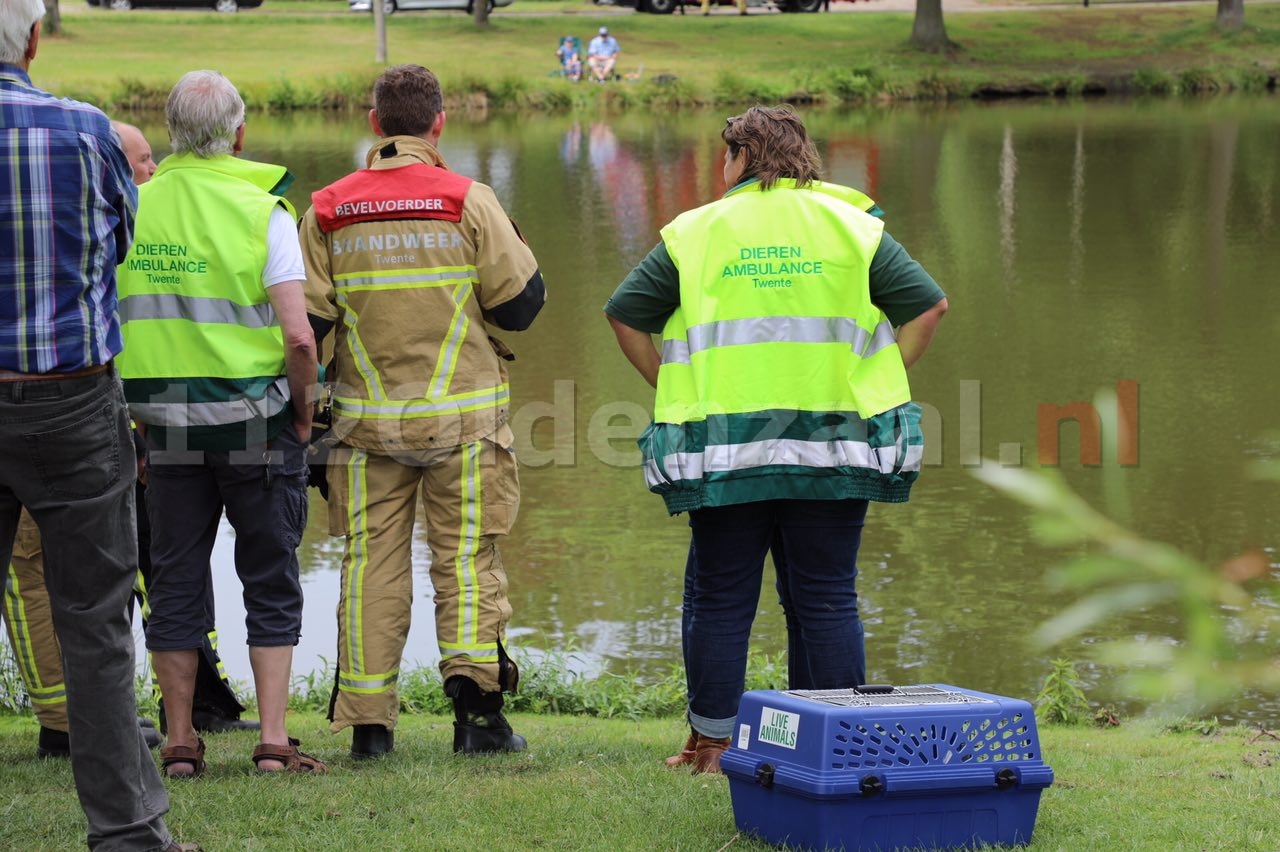 Video: Brandweer Oldenzaal rukt uit voor gans in problemen 