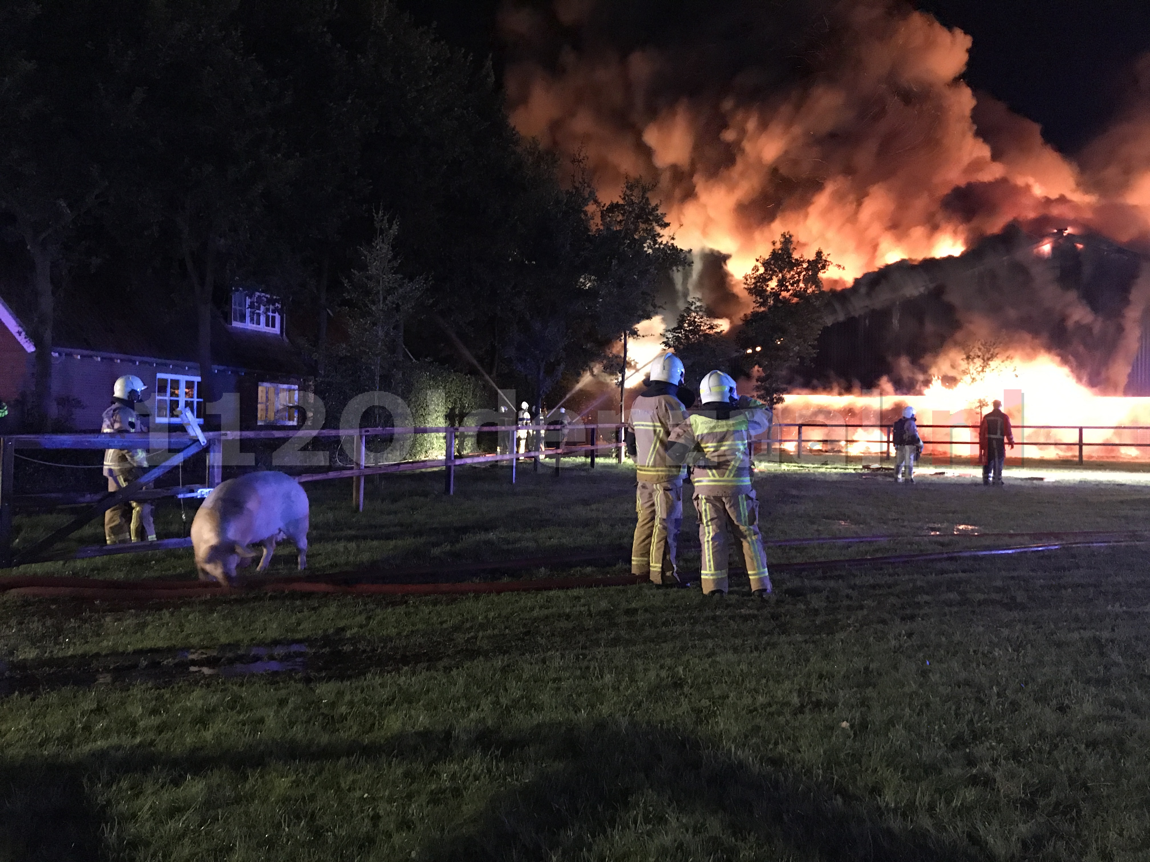 Foto 3: Biggen en varkens omgekomen bij zeer grote brand in twee varkensstallen in Agelo