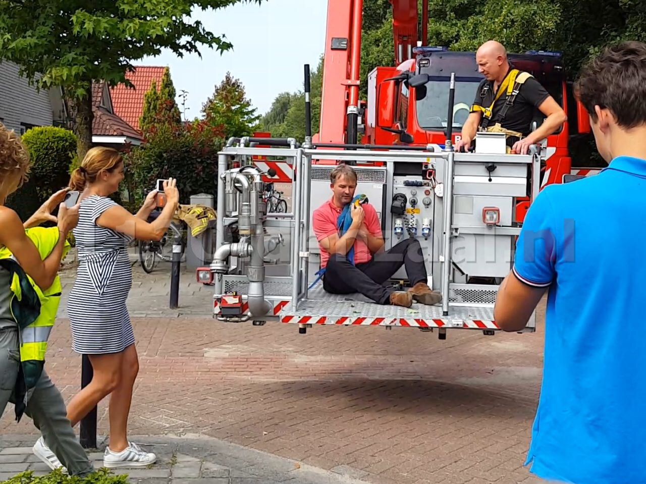 Brandweer haalt papegaai uit de boom