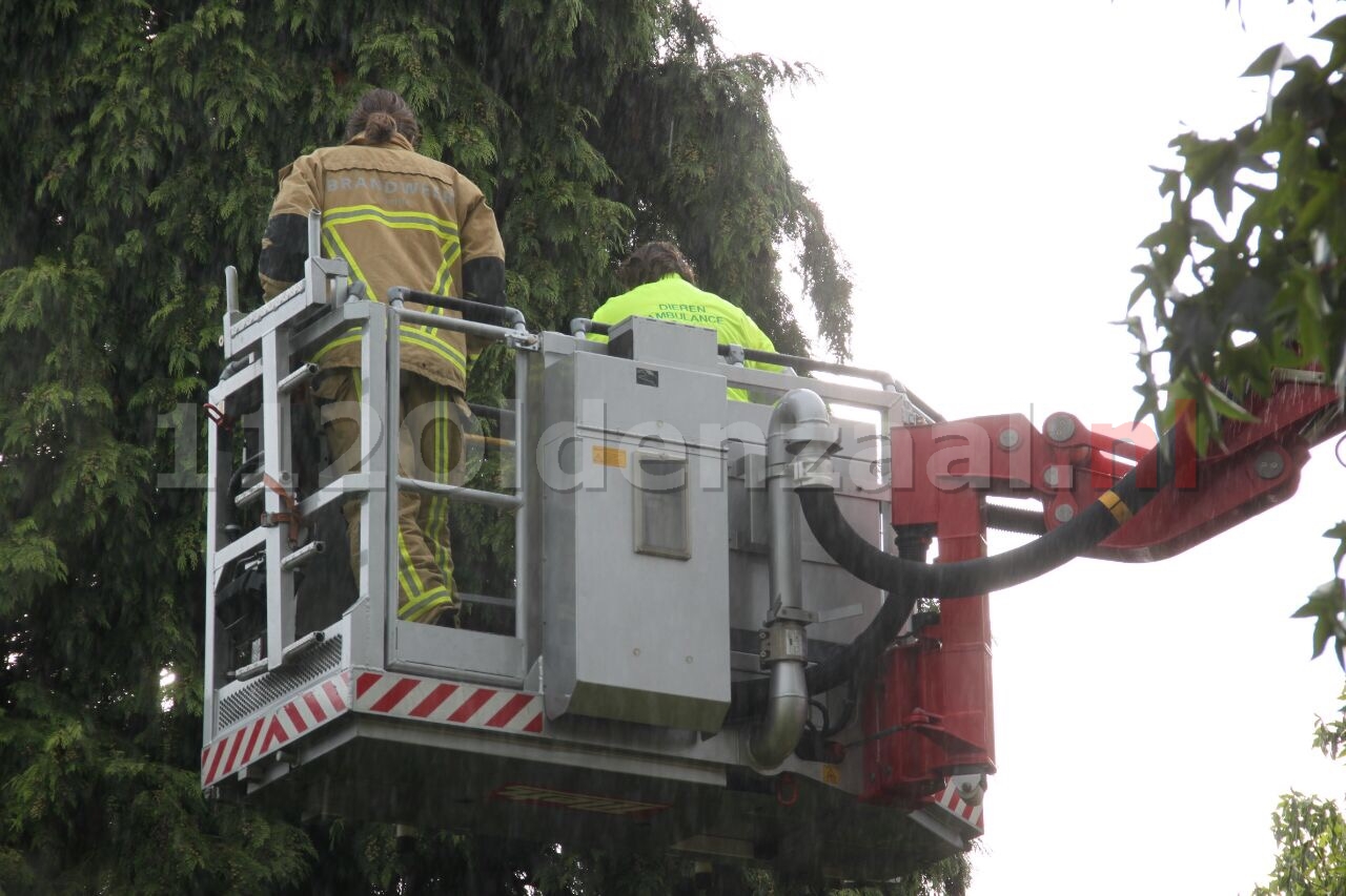 Brandweerman en medewerker van dierenambulance gewond na redding kat uit boom