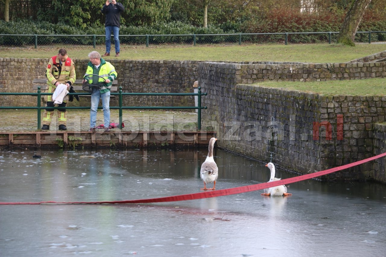 UPDATE (video): Brandweer en dierenambulance redden gans van ijs in Oldenzaal