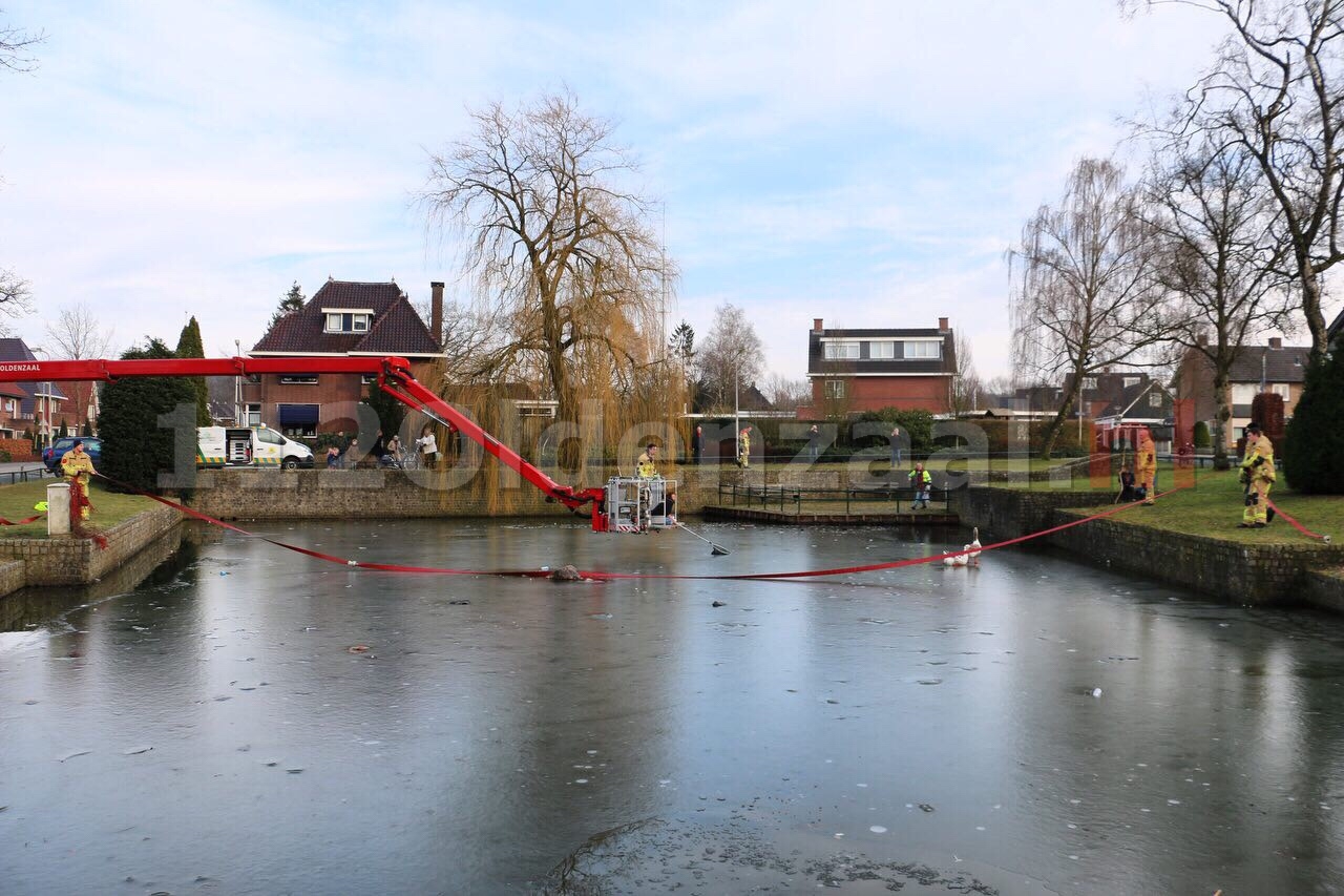 Gans vast op ijs in Oldenzaal