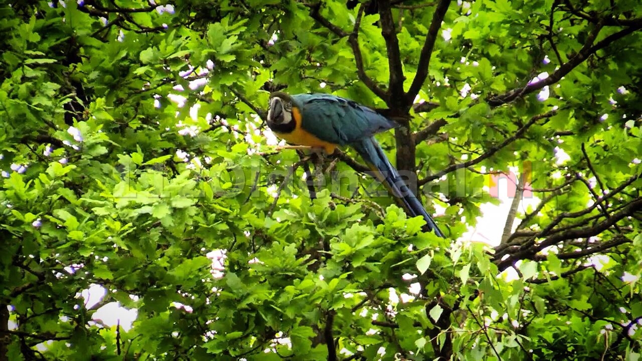 Papegaai hoog in de boom in Oldenzaal; brandweer schiet te hulp