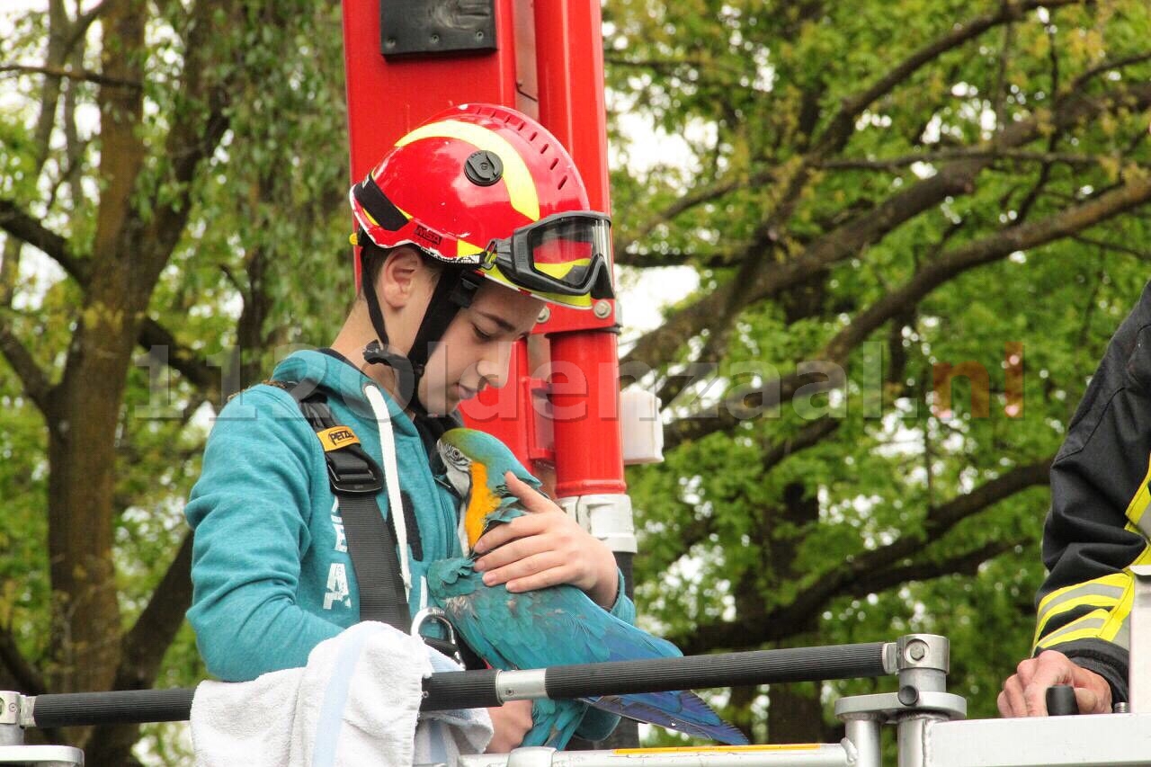 VIDEO: Papegaai hoog in de boom in Oldenzaal; brandweer schiet te hulp