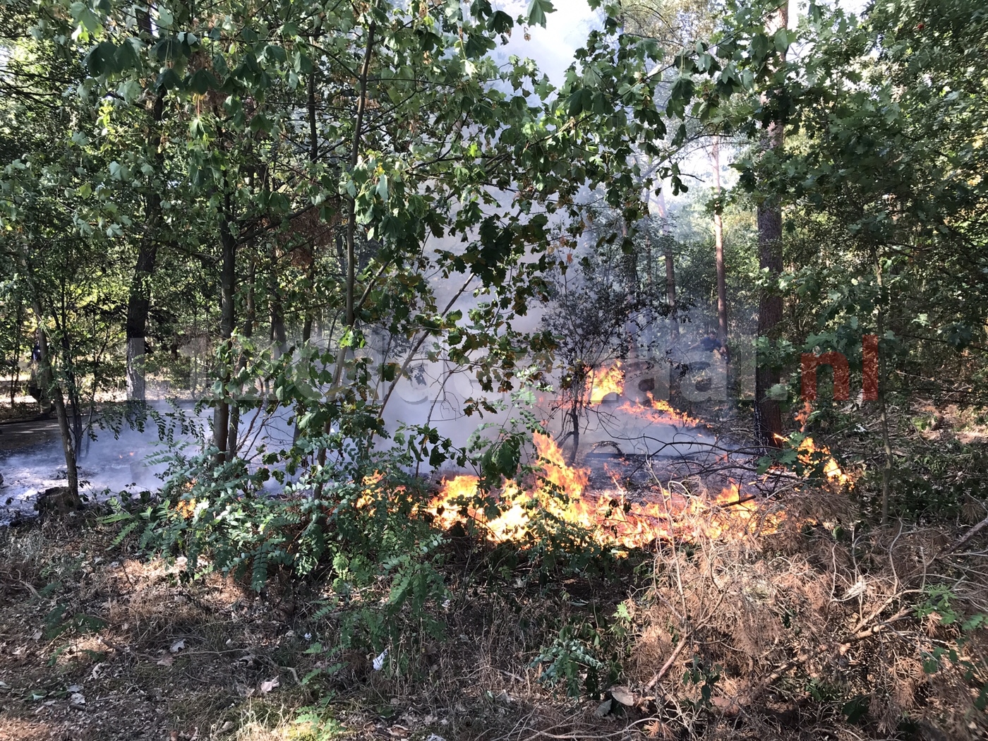 Twee branden in bos bij Het Hulsbeek in Oldenzaal