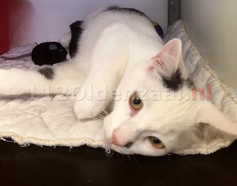 Katten aangetroffen in dichtgeplakte doos in Oldenzaal