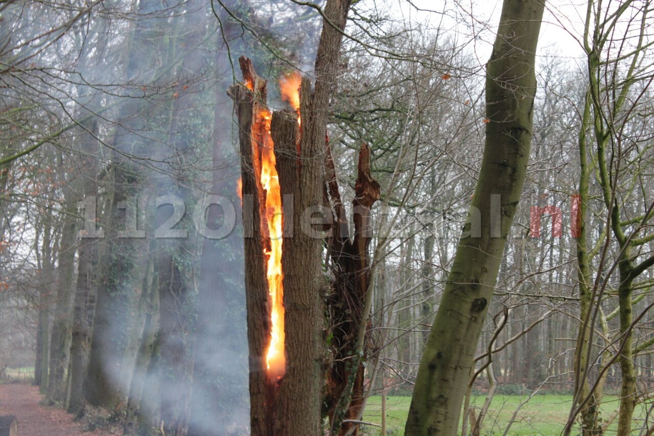 Boom in brand Haerstraat Oldenzaal