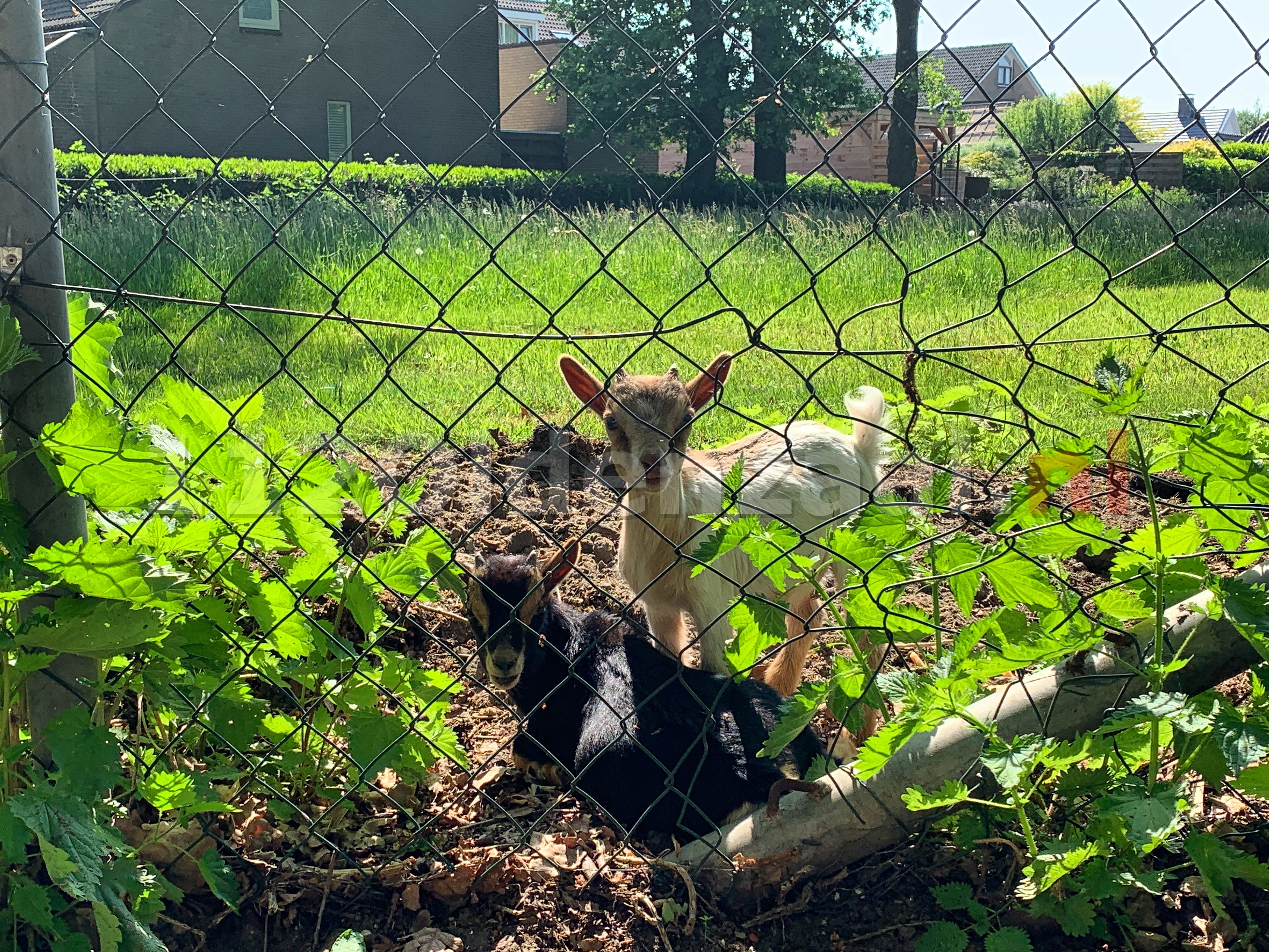 UPDATE (foto en video): Geitjes gedumpt in De Lutte