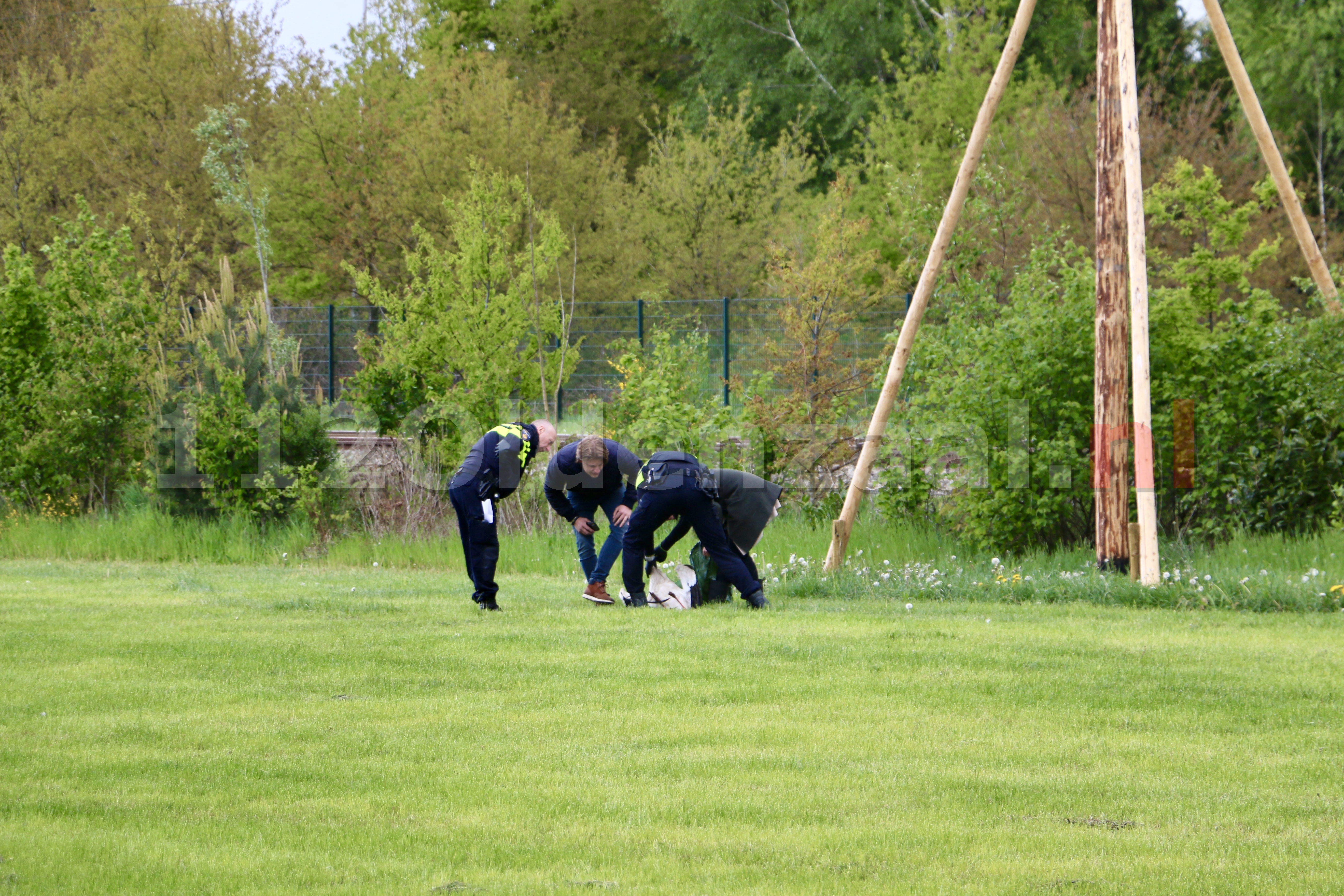 VIDEO: Ooievaar doodgeschoten in De Lutte: politie zoekt dader en getuigen