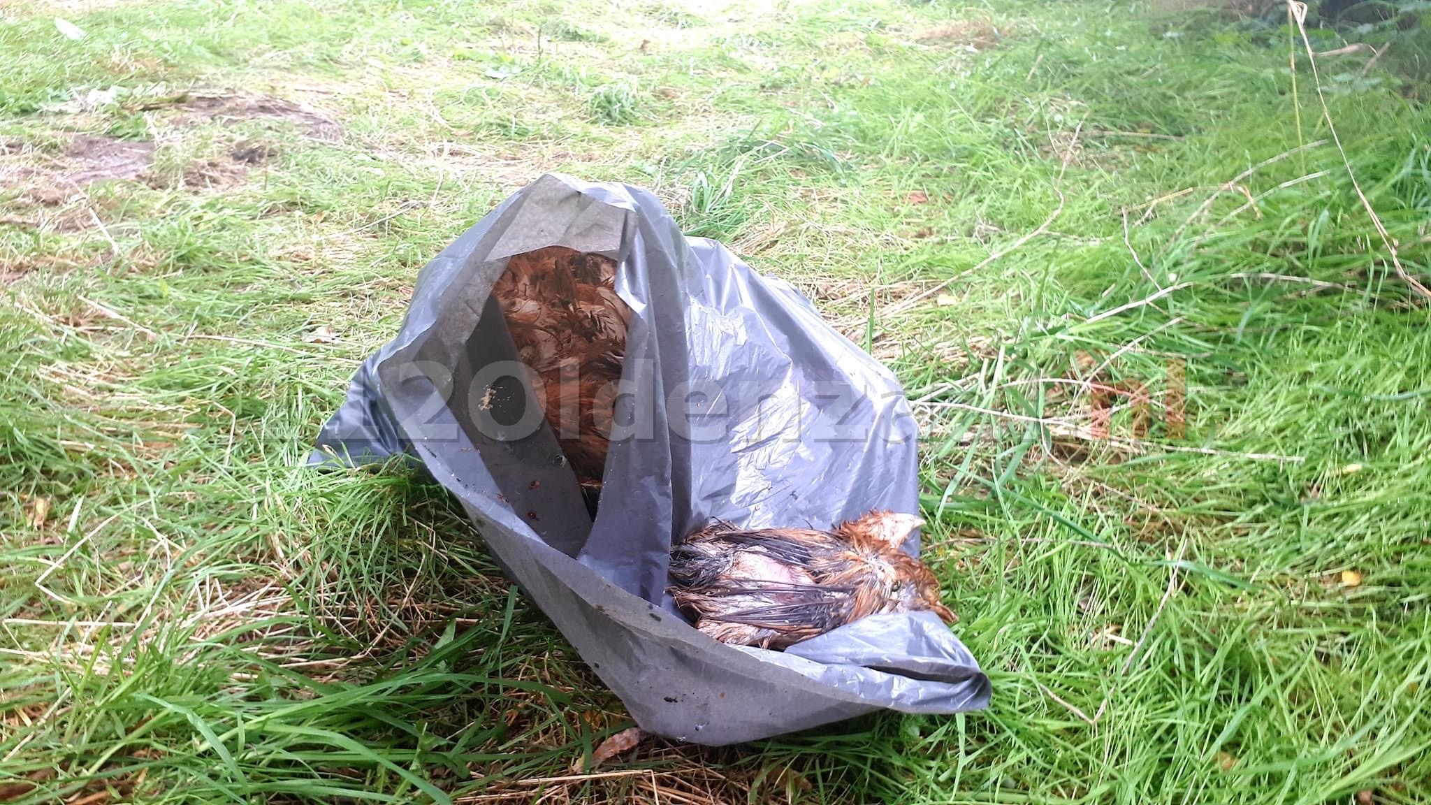 Stoffelijke resten van tien kippen aangetroffen in Oldenzaal